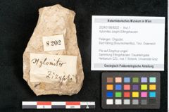 Foto (Objekt + Etikett) von Xylomites zizyphi Ettingshausen (NHMW-GEO-2024-0188-8202)